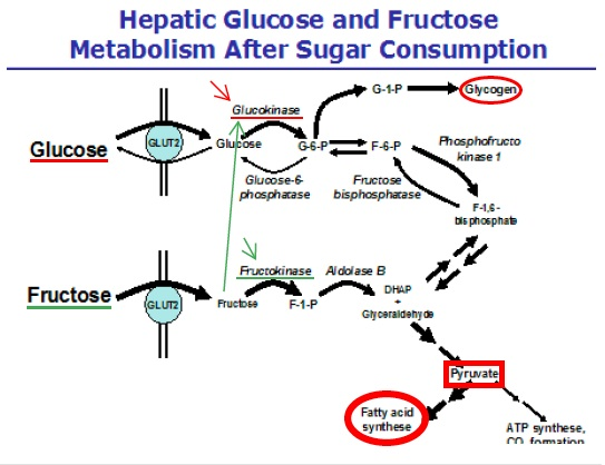 Burn Fat Glycogen Stores